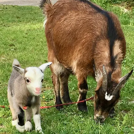 Bartleshof Apartamento